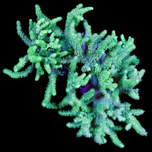 Neon Aussie Sinularia Coral Colony