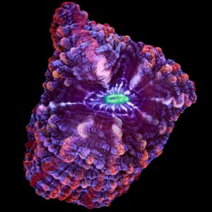 Ultra Hot Indophyllia Coral