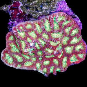 Ultra Aussie Favites Coral Colony