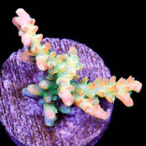 Tropicana Acropora Coral - New Release