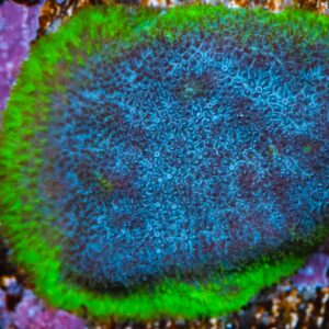 Vivid's Aquaman Psammocora Coral