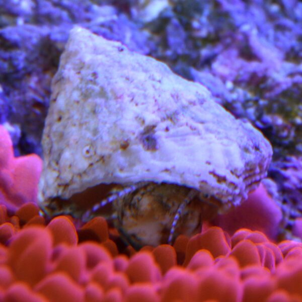 Astrea Snail