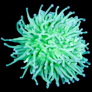 Neon Heliofungia Plate Coral
