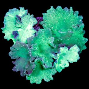 XL Neon Cabbage Leather Coral Colony