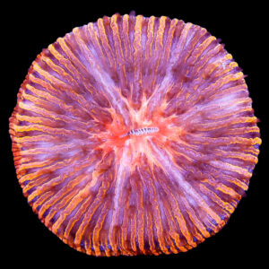 Ultra Hot Fungia Plate Coral