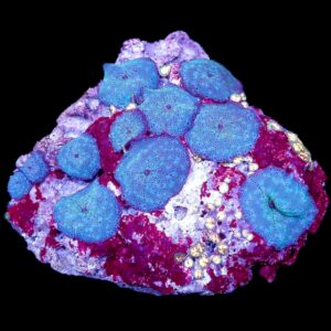 Ultra Blue Spot Mushroom Coral Colony