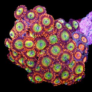 Ultra Candy Apple Zoanthid Colony