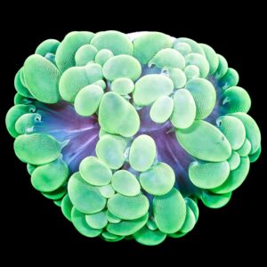 Ultra Green Bubble Coral Colony