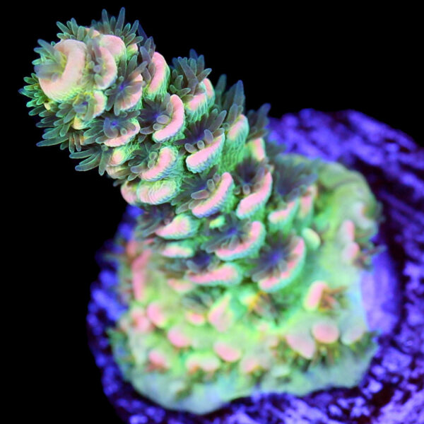 BK Chem Fruit Loops Acropora - 1st release