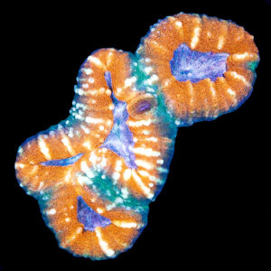 Aussie Molten Lobophyllia Coral Colony