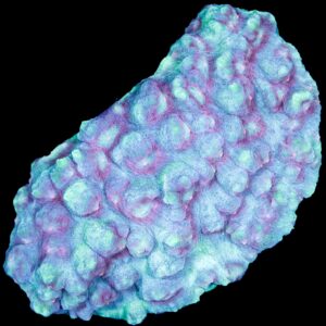 Ultra Hot Mycedium Coral
