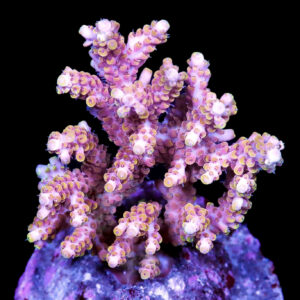 Ultra Pink Acropora Coral Colony