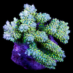 Ultra Yellow Acropora Coral Colony
