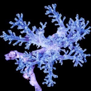 Ultra Aussie Blue Cespitularia Coral Colony - Rare