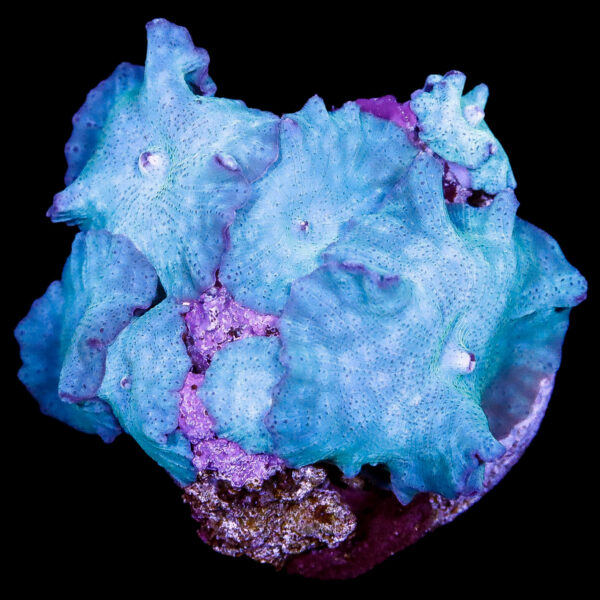 Blue Discosoma Mushroom Colony