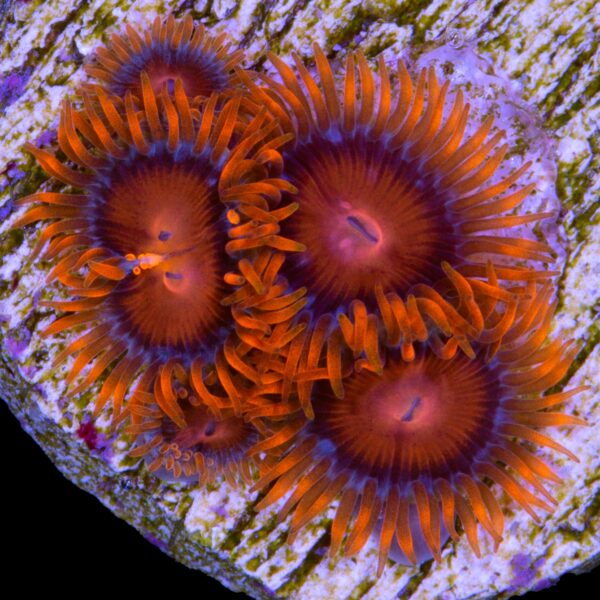 Bam Bam Zoanthids