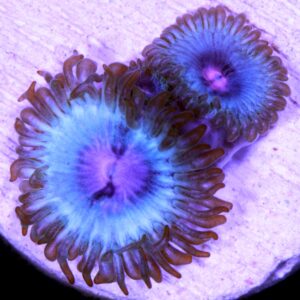Vivid's Big Wave Zoanthid Coral