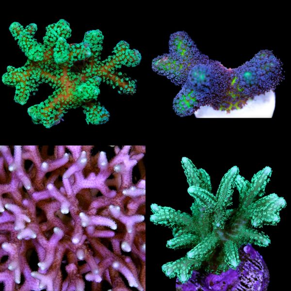 Birdsnest Coral Frag Pack