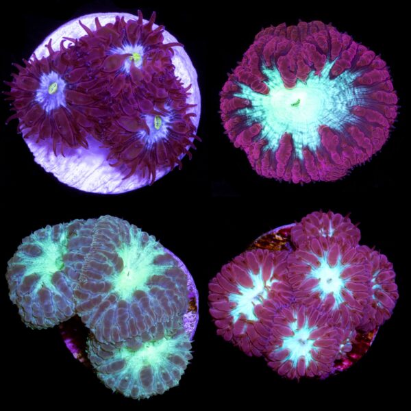 Assorted Blastomussa Coral Frag Pack