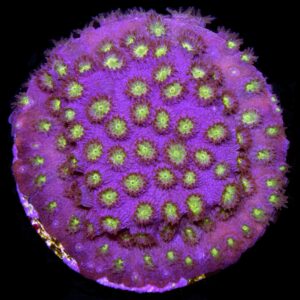 JF Bling Bling Cyphastrea Coral