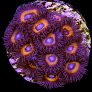 Bullseye Zoanthid Coral