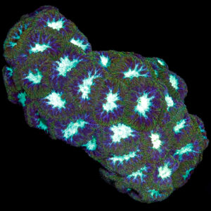 Ultra Blastomussa Coral Colony - Over 50 polyps