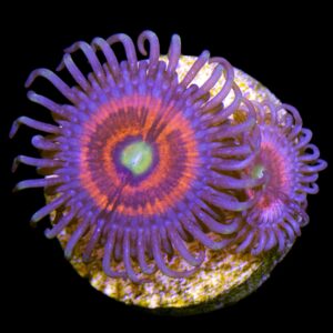 Gobstopper Zoanthid Coral
