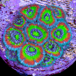 Holy Grail Micromussa Coral - Lg Frag