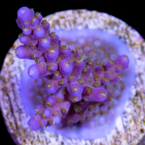 Merlins Wizard Acropora Coral - New Release