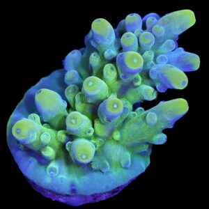 Vivid's Enigma Acropora Coral - New Release
