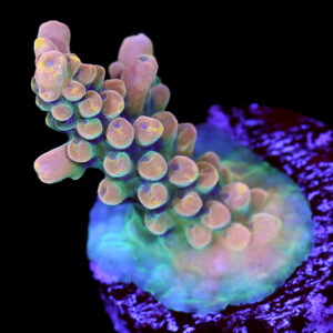 Bomb Diggity Acropora Coral