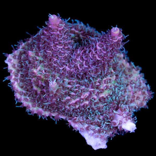 Festive Millepora Acropora Coral