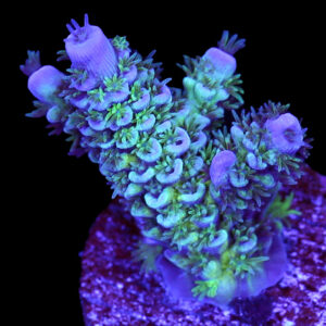 Joker Tenuis Acropora Coral