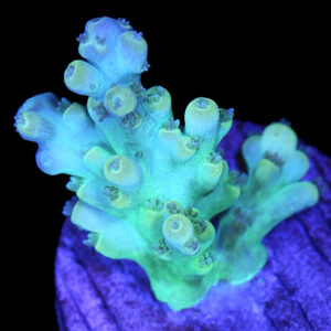 Vivid's Paradise Acropora Coral - New Release