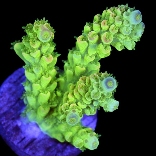 Vivid's Bumble Bee Tenuis Acropora - New Release