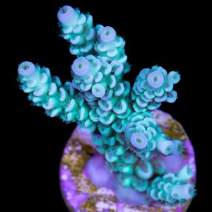 Aquamarine Tenuis Acropora Coral