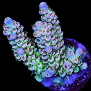 Golden Rainbow Tenuis Acropora Coral