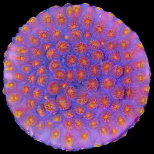 Vivid's Rainbow Cyphastrea Coral