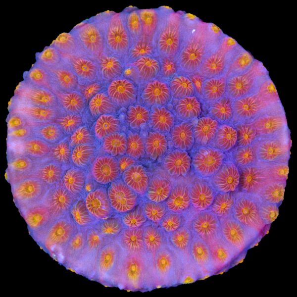 Vivid's Rainbow Cyphastrea Coral
