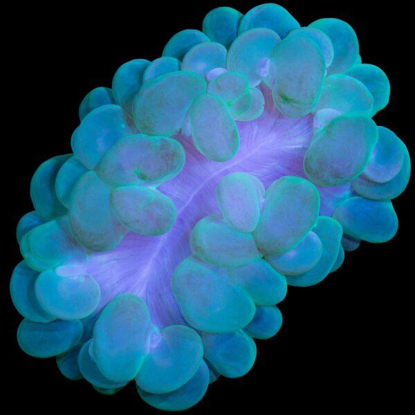 Green Bubble Coral