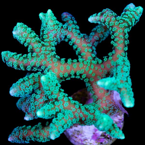 Neon Green Birdsnest Coral