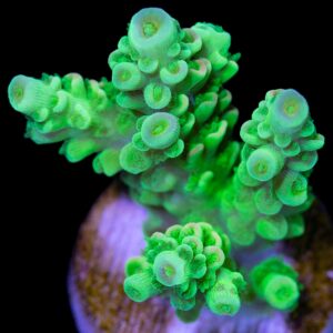 Vivid's Pastel Watermelon Acropora (1st Release)