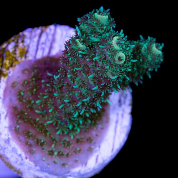 Mean Green Millipora Coral