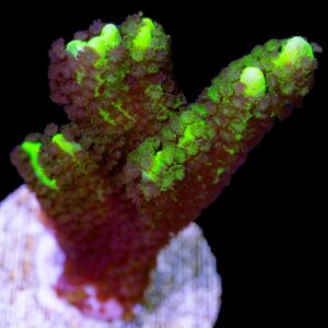Neon Green Montipora Spongodes Coral