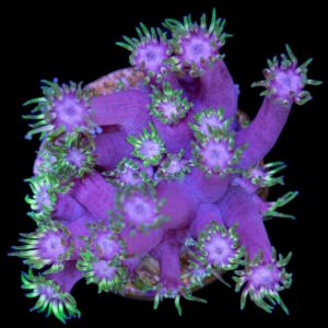 Vivid's Gumdrop Goniopora Coral