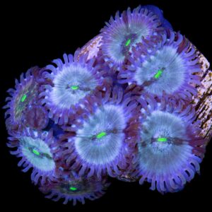 Hawaiian Zoanthids Coral
