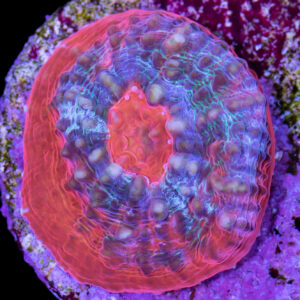 Red Gecko Chalice Coral