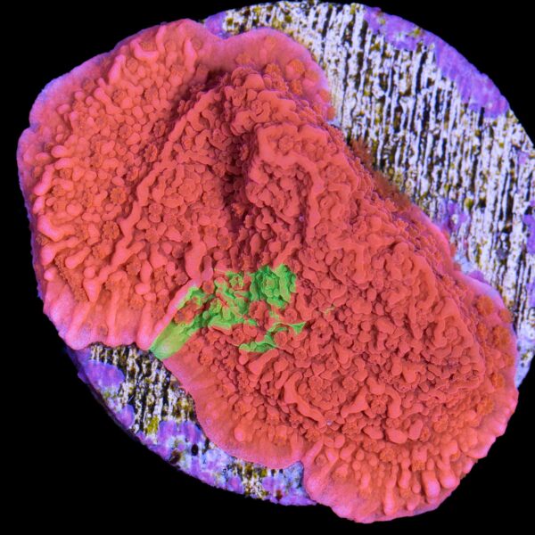 Grafted Montipora Cap Coral