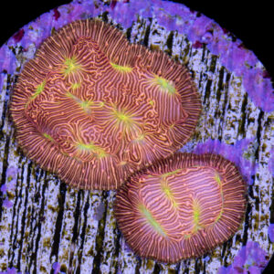 JF Lethal Leptoseris Coral