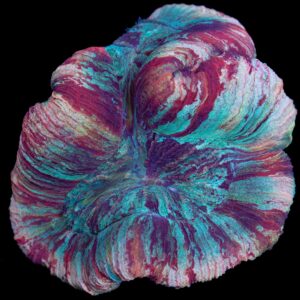 Rainbow Trachyphyllia Brain Coral